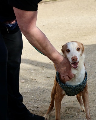 Jota - NOTFALL -, Mix - Rüde