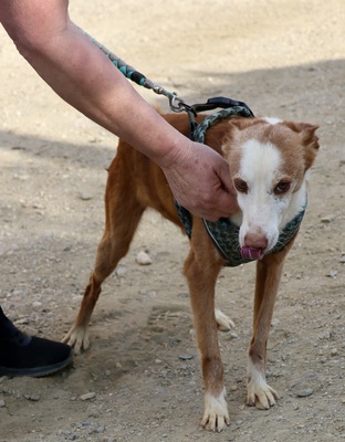 Jota - NOTFALL -, Mix - Rüde