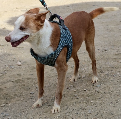 Jota - NOTFALL -, Mix - Rüde