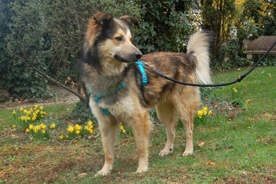 Jovi, Cocker Mix - Rüde