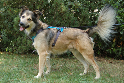 Jovi, Cocker Mix - Rüde