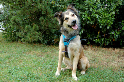 Jovi, Cocker Mix - Rüde