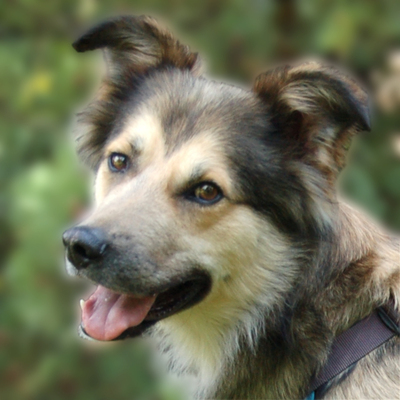 Jovi, Cocker Mix - Rüde