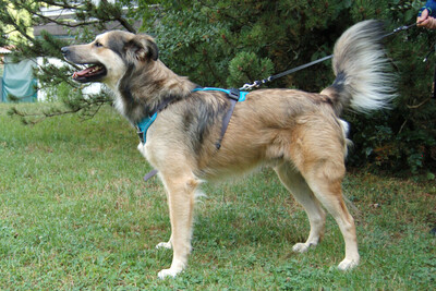 Jovi, Cocker Mix - Rüde