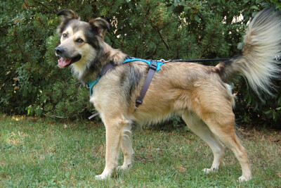 Jovi, Cocker Mix - Rüde