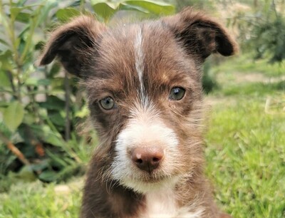 Joy, Mischling Welpen - Hündin