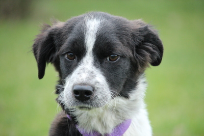 Joy, Mischling Welpen - Hündin