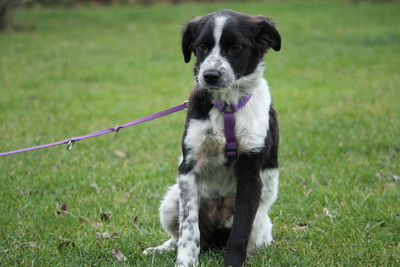 Joy, Mischling Welpen - Hündin