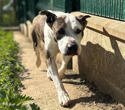 Juana Matiff_Doggen Mix Hündin sucht dringend ein Zuhause, Mastiff-Dogge - Hündin