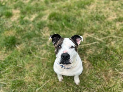 Juana Matiff_Doggen Mix Hündin sucht dringend ein Zuhause, Mastiff-Dogge - Hündin