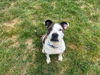 Juana Matiff- Doggen Mix Hündin sucht dringend ein Zuhause, Mastiff-Doggen Mix - Hündin