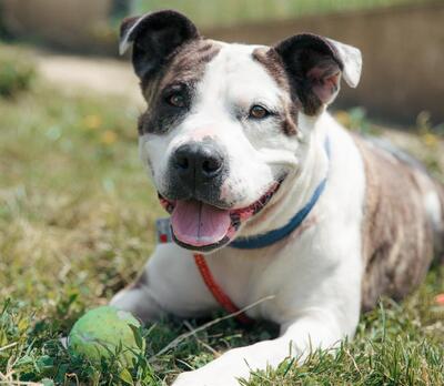Juana Matiff- Doggen Mix Hündin sucht dringend ein Zuhause, Mastiff-Doggen Mix - Hündin