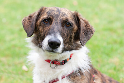 Juanito, Mix - Rüde