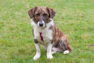 Juanito, Mix - Rüde