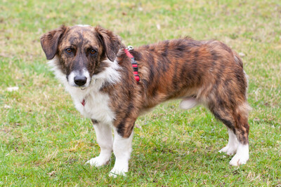 Juanito, Mix - Rüde