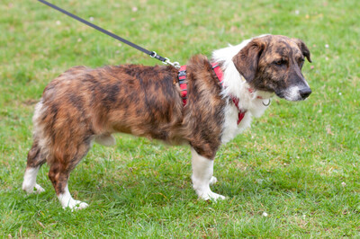 Juanito, Mix - Rüde