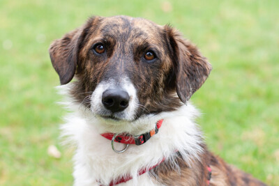 Juanito, Mix - Rüde