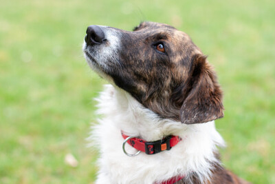 Juanito, Mix - Rüde