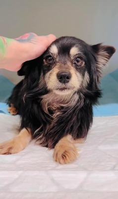 💐 Jubee, RESERVIERT noch in der Slowakei (ZM) Hündin - freundlich und verkuschelt, Chihuahua-Spitz-Mix - Hündin