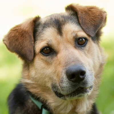 Jucon, Mischling - Rüde