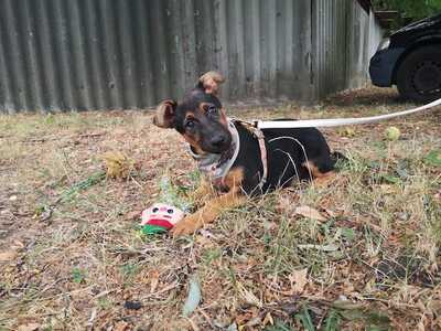 Judy - Aufgewecktes Welpenmädchen, ca. 4 Monate/6kg/36cm, Mischling Welpen - Hündin