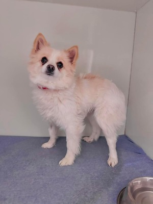 😍 Juju - Hündin - Spitz-Mix - ruhig und liebenswert, Spitz-Mix - Hündin