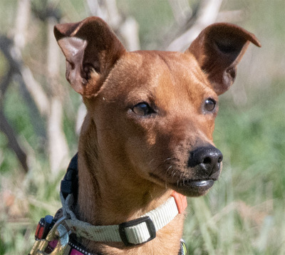 Juka – ein kleiner Hasenfuß, Pinscher - Rüde