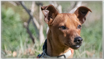 Juka – ein kleiner Hasenfuß, Pinscher - Rüde