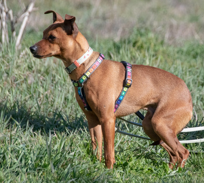 Juka – ein kleiner Hasenfuß, Pinscher - Rüde