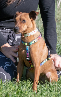 Juka – ein kleiner Hasenfuß, Pinscher - Rüde