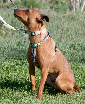 Juka – ein kleiner Hasenfuß, Pinscher - Rüde