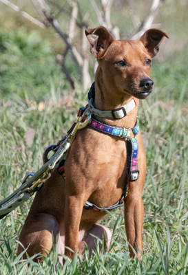 Juka – ein kleiner Hasenfuß, Pinscher - Rüde