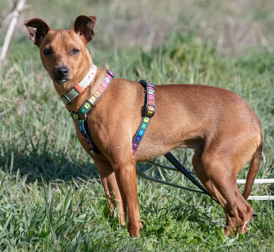 Juka – ein kleiner Hasenfuß, Pinscher - Rüde