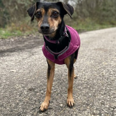 💥Jula Pinscher Mischling ist eine äußerst sanfte und liebevolle Hündin mit einem wundervollen Charakter💥