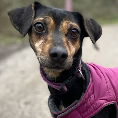 💥Jula Pinscher Mischling ist eine äußerst sanfte und liebevolle Hündin mit einem wundervollen Charakter💥, Pinscher Mischling - Hündin