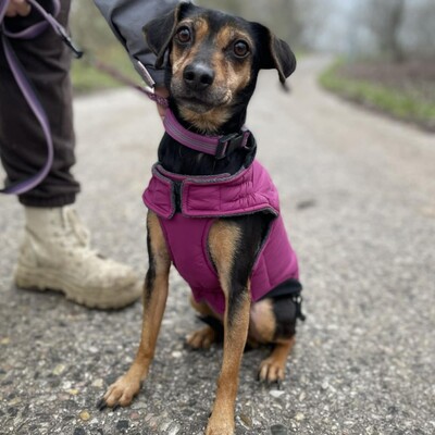 💥Jula Pinscher Mischling ist eine äußerst sanfte und liebevolle Hündin mit einem wundervollen Charakter💥, Pinscher Mischling - Hündin