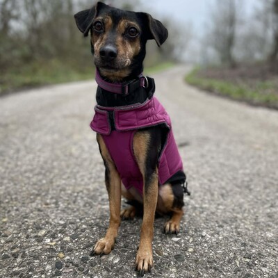 💥Jula Pinscher Mischling ist eine äußerst sanfte und liebevolle Hündin mit einem wundervollen Charakter💥, Pinscher Mischling - Hündin