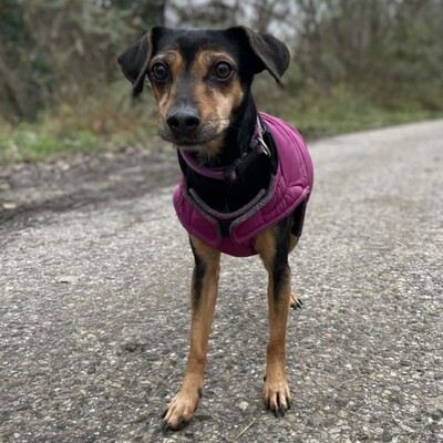 💥Jula Pinscher Mischling ist eine äußerst sanfte und liebevolle Hündin mit einem wundervollen Charakter💥, Pinscher Mischling - Hündin