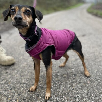 💥Jula Pinscher Mischling ist eine äußerst sanfte und liebevolle Hündin mit einem wundervollen Charakter💥, Pinscher Mischling - Hündin