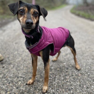 💥Jula Pinscher Mischling ist eine äußerst sanfte und liebevolle Hündin mit einem wundervollen Charakter💥, Pinscher Mischling - Hündin