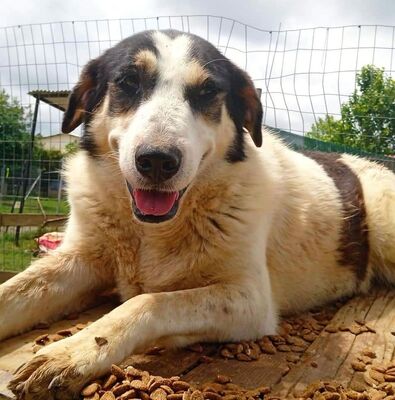 Julchen - eine liebevolle und zurückhaltende Hündin / Vorgemerkt, Griechischer Hirtenhund Mix - Hündin