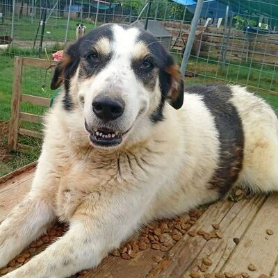 Julchen - liebevoll & zurückhaltend 💋, Griechischer Hirtenhund Mix - Hündin