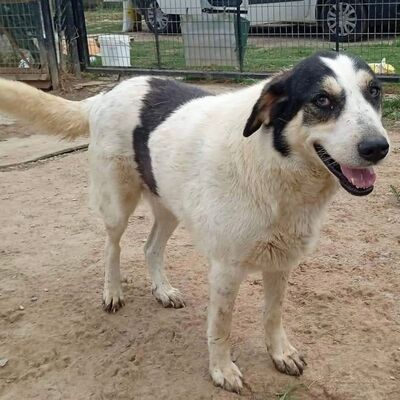 Julchen - liebevoll & zurückhaltend 💋, Griechischer Hirtenhund Mix - Hündin