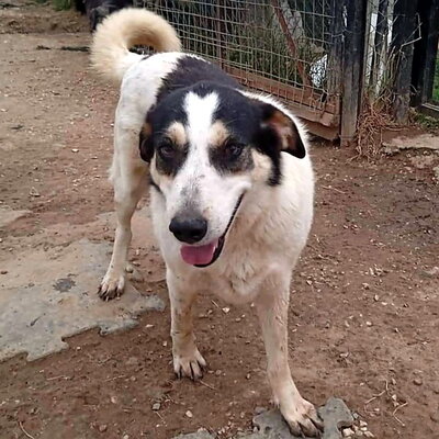 Julchen - liebevoll & zurückhaltend 💋, Griechischer Hirtenhund Mix - Hündin