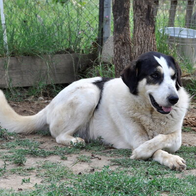 Julchen - liebevoll & zurückhaltend 💋, Griechischer Hirtenhund Mix - Hündin