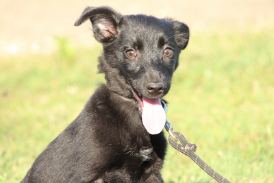 Jules, Mischling Welpen - Rüde