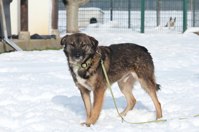 Juli, Mischling - Rüde