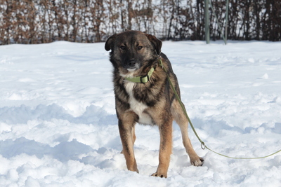 Juli, Mischling - Rüde