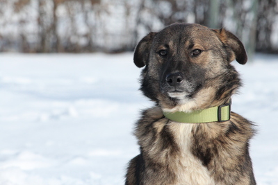 Juli, Mischling - Rüde