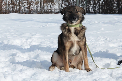 Juli, Mischling - Rüde